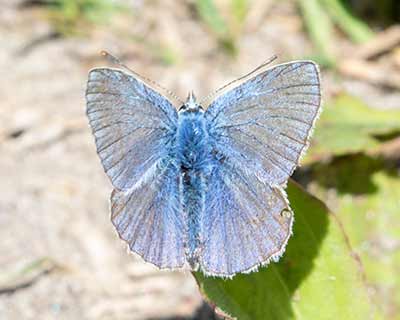 Common Blue