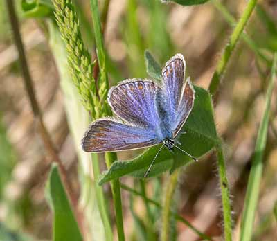 Common Blue