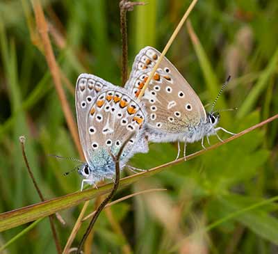 Common Blue
