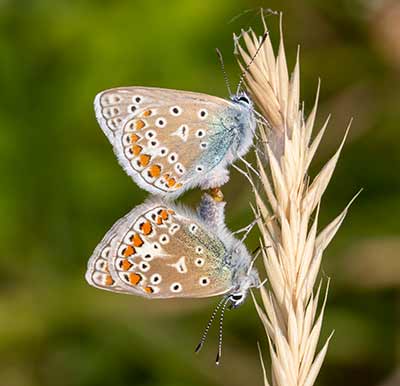 Common Blue