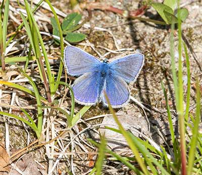 Common Blue
