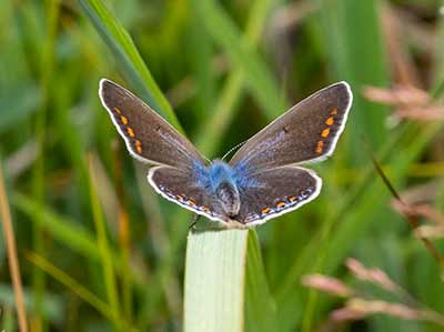 Common Blue