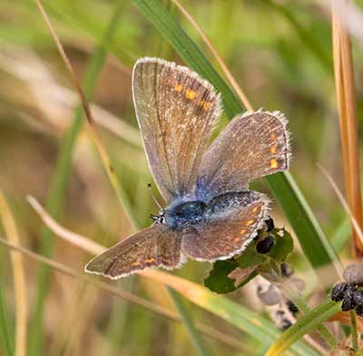 Common Blue