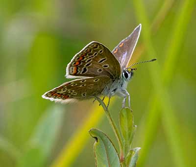 Common Blue