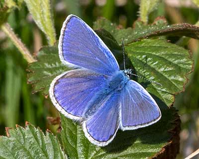 Common Blue