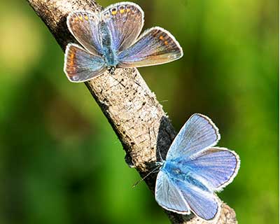 Common Blue