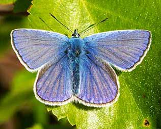 Common Blue