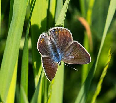 Common Blue