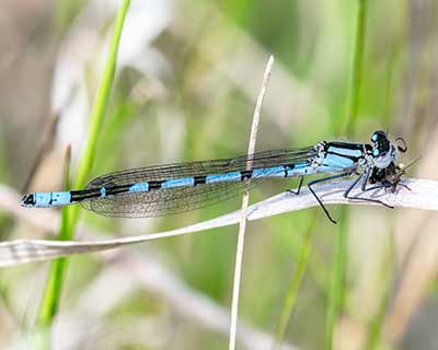 Common Bluet