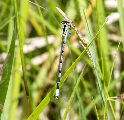 Common Bluet
