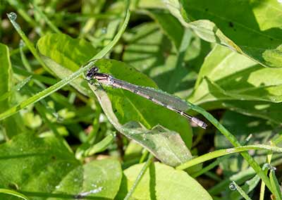 Common Bluet