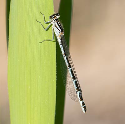 Common Bluet