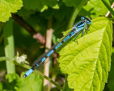 Common Bluet
