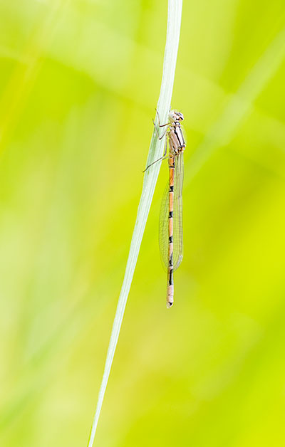 Common Bluet