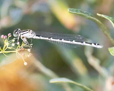 Common Bluet