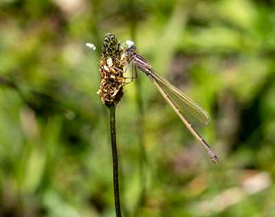 Common Bluetail