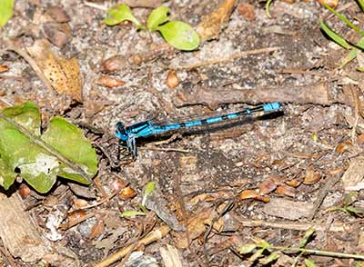 Common Bluet