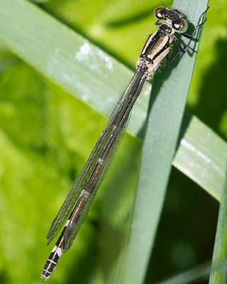Common Bluet