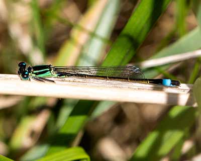 Common Bluetail