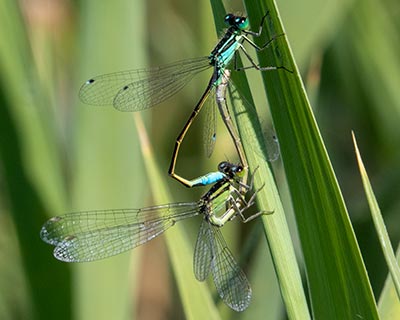 Common Bluetail