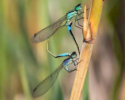 Common Bluetail