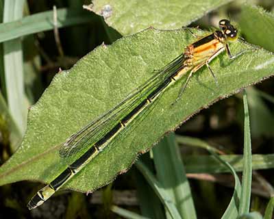 Common Bluetail