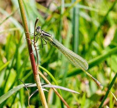 Common Bluetail
