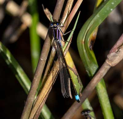 Common Bluetail
