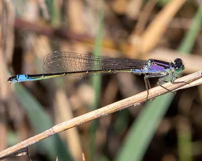 Common Bluetail