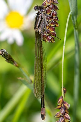 Common Bluetail