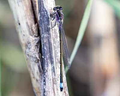 Common Bluetail