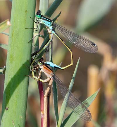Common Bluetail