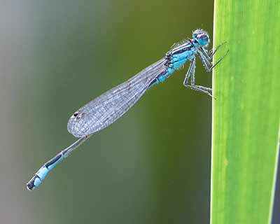 Common Bluetail