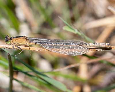 Common Bluetail