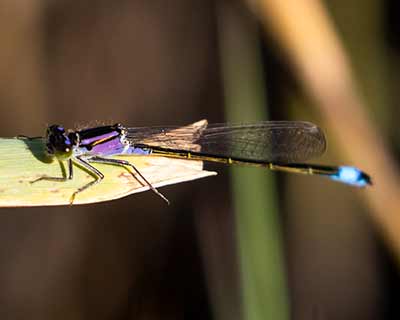 Common Bluetail