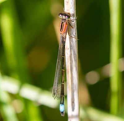 Common Bluetail