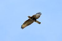 Common Buzzard