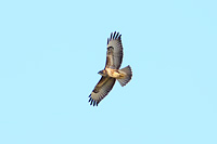 Common Buzzard