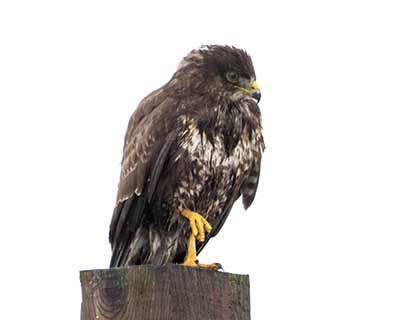 Common Buzzard