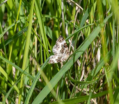Common Carpet