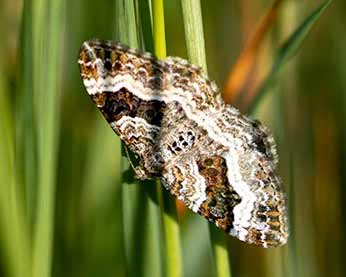 Common Carpet