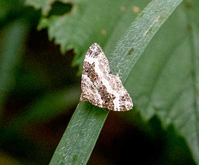 Common Carpet