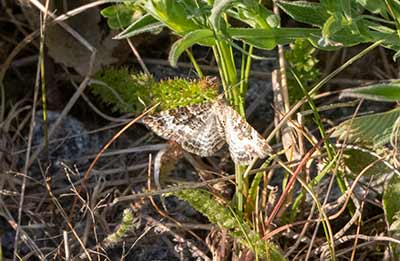 Common Carpet