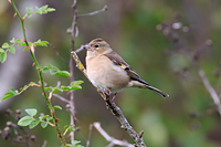 Common Chaffinch