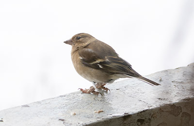 Common Chaffinch
