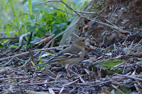 Common Chaffinch