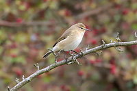 Common Chiffchaff