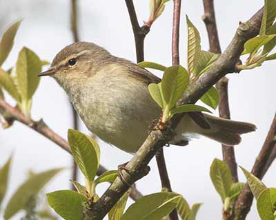 Common Chiffchaff