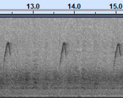 Common Chiffchaff