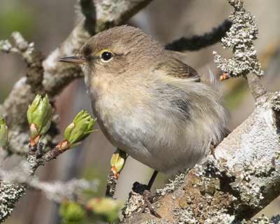 Common Chiffchaff